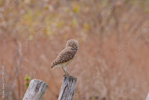 Coruja buraqueira (Athene cunicularia) em um tronco de árvore seco com um fundo marrom, , de costas photo