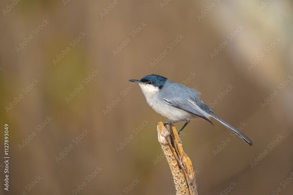 Balança rabo do nordeste (Polioptila atricapilla) empoleirado em um galho de árvore seco em um fundo marrom desfocado olhando para a esquerda Balança rabo do nordeste (Polioptila atricapilla) empoleirado em um galho de árvore seco em um fundo marrom desfocado olhando para a esquerda