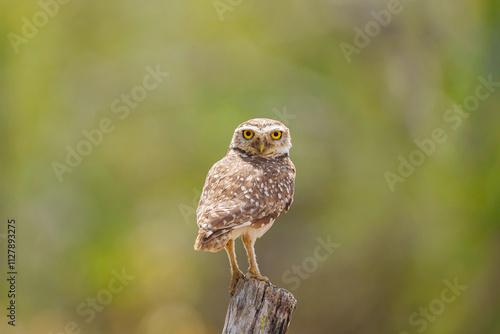 Coruja buraqueira (Athene cunicularia) pousada em um tronco de árvore, com um lindo fundo verde desfocado e olhando pra frente photo