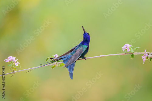 Beija flor tesoura fazendo display, mostrando suas asas, pousado em uma lindo galho com uma flor delicada (Eupetomena macroura)  photo