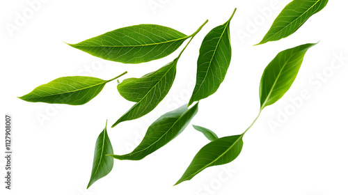 Green leaves fly with a gust of wind. Green leaves wave. Leaf falling. Vegan, eco, organic design element.on transparent, png