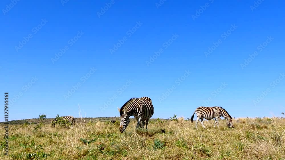 Burchell's Zebra (Equus quagga) grazing in green grassy field and clear blue sky Burchell's Zebra (Equus quagga) grazing in green grassy field and clear blue sky