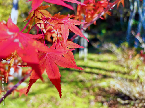 紅く色づいたモミジのクローズアップ