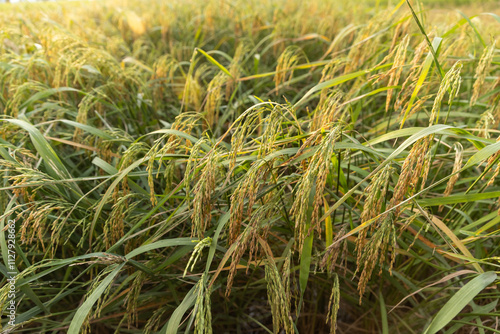 Close-Up of Lush Green Rice Plants in a Field, Highlighting Agricultural Growth and Natural Farming Practices photo