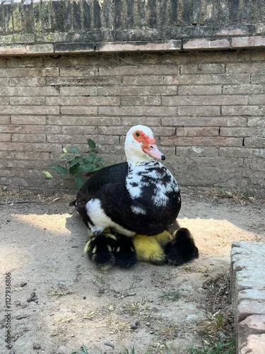 ducks with its ducklings