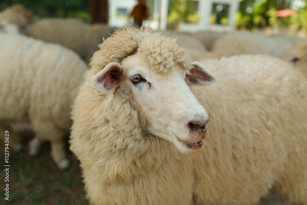 close up sheep resting in grass field