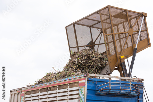 Sugarcane Loading Process Using a Hydraulic Lifting System to Transfer Harvested Crops into a Truck for Transportation photo