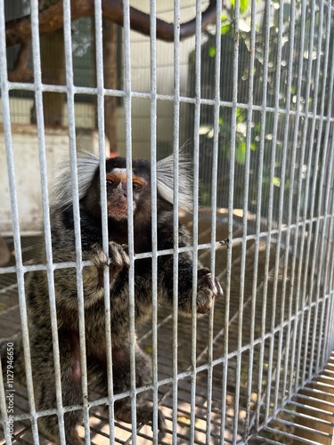 monkey in cage