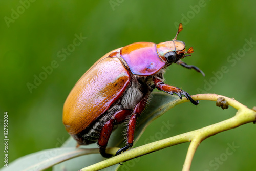 Australian Christmas Beetle on gum leaf