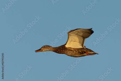 Male wild duck flying,  seen in a North California marsh