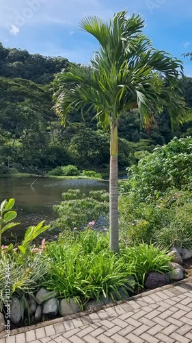 Panama, Boquete, royal palm on the shore of a lake