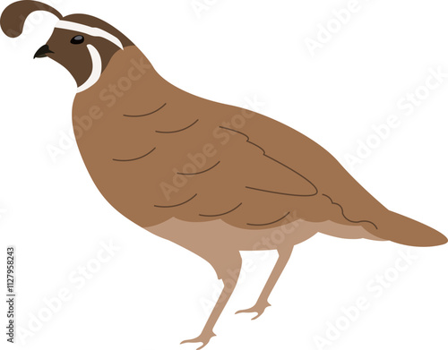 Illustration of a Quail Bird photo