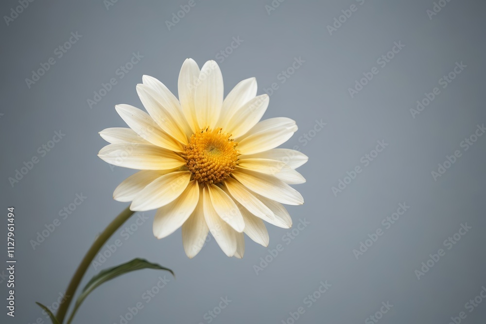 there is a white flower with yellow center on a gray background there is a white flower with yellow center on a gray background