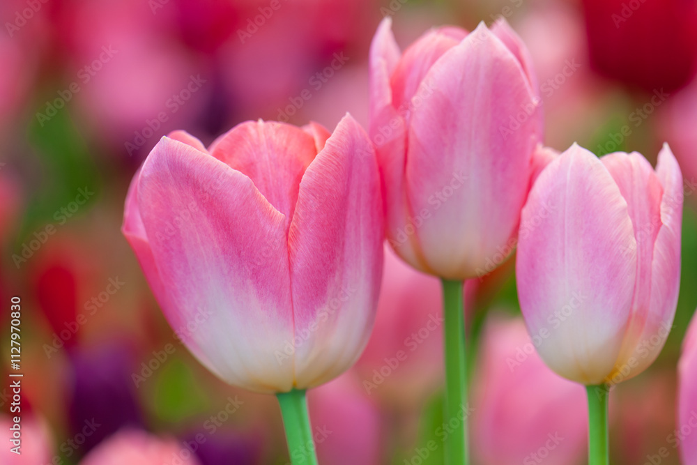 Pink tulips closeup. spring flower in garden. flower in blooming background. Pink tulips closeup. spring flower in garden. flower in blooming background.