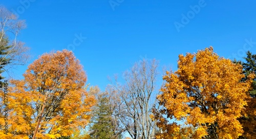 autumn trees against sky