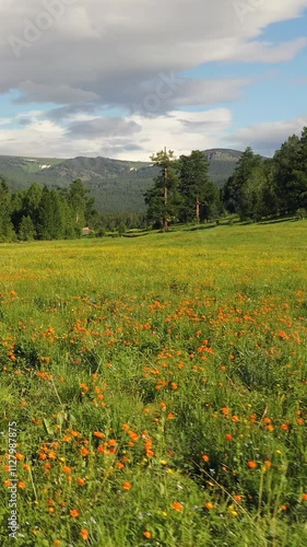 Vertical video of Altai landscape with meadow of Trollius flowers (Asian globeflower). photo