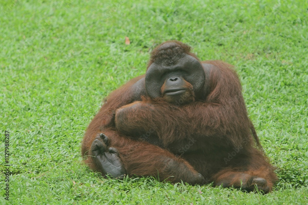 A Bornean orangutan sitting on the grass in the morning A Bornean orangutan sitting on the grass in the morning