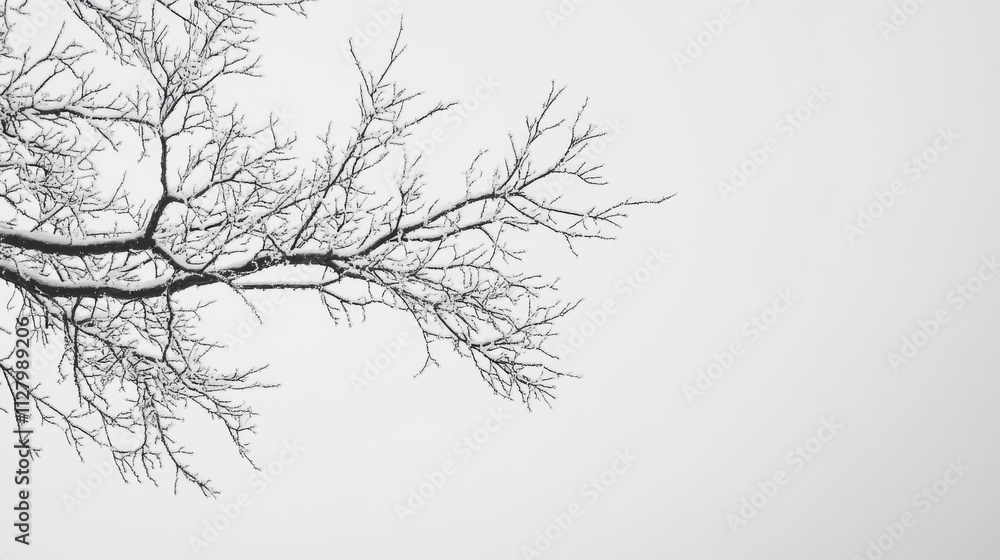 Fototapeta premium Snow Dusted Branches Against A Winter Sky