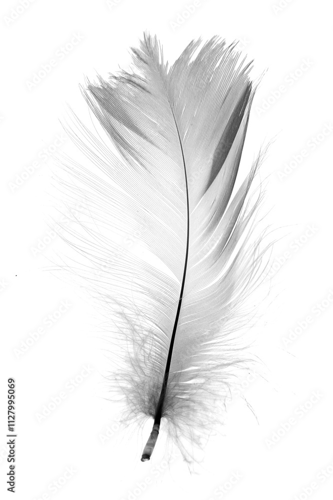 White feather isolated on white background White feather isolated on white background