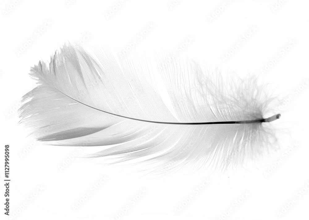 White feather isolated on white background White feather isolated on white background