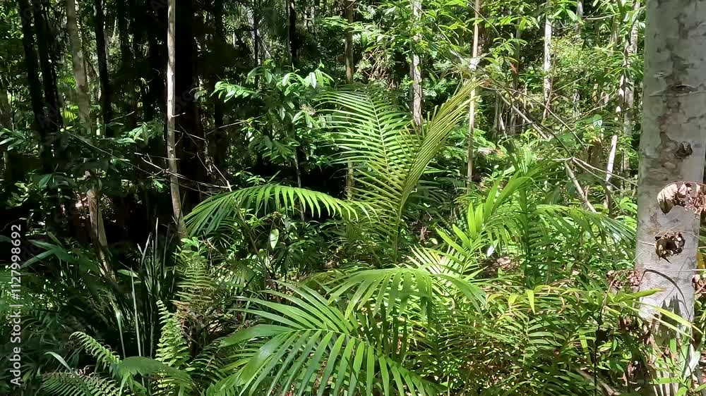 Forest Floor in Subtropical Rainforest: Lush Vegetation and Biodiversity in Buderim Forest Park, Queensland, Australia Forest Floor in Subtropical Rainforest: Lush Vegetation and Biodiversity in Buderim Forest Park, Queensland, Australia