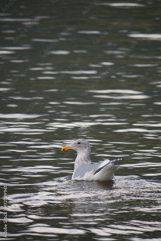 Seagull at Kilby Park Campground during a fall season in Harrison Mills, British Columbia, Canada Seagull at Kilby Park Campground during a fall season in Harrison Mills, British Columbia, Canada