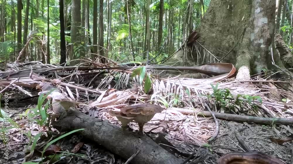 Forest Floor in Subtropical Rainforest: Lush Vegetation and Biodiversity in Buderim Forest Park, Queensland, Australia Forest Floor in Subtropical Rainforest: Lush Vegetation and Biodiversity in Buderim Forest Park, Queensland, Australia