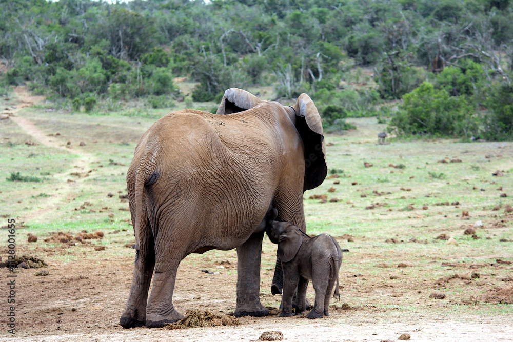 Fototapeta premium Mother Elephant Feeding Her Baby Elephant in Kruger National Park, South Africa