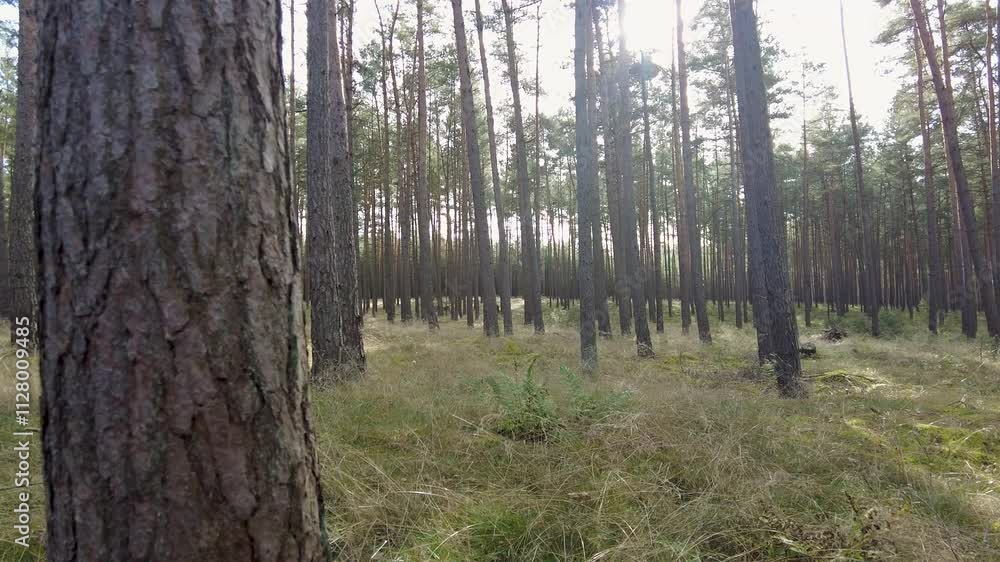 Close-Up Side track drone flight through a coniferous forest. Close-Up Side track drone flight through a coniferous forest.