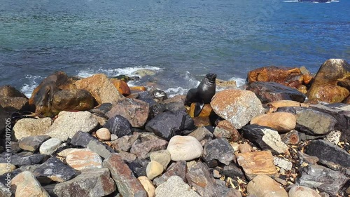 Seal, Rocks and water on the cost. Blue, shore and coastline during summer day. Exploring, view and animal.