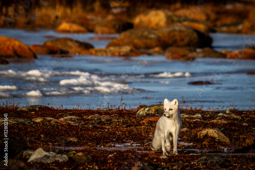 Arctic fox walking and staring on a colourful red tundra during moult season from grey summer fur to winter white coat