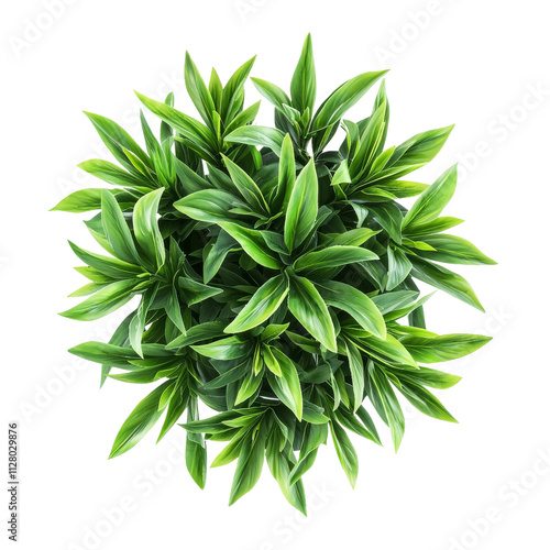 Lush green plant arrangement mockup png transparency for nature and graphic design photo