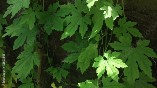 The gambas or gourd plant creeps up the cement wall. Vines grow abundantly
