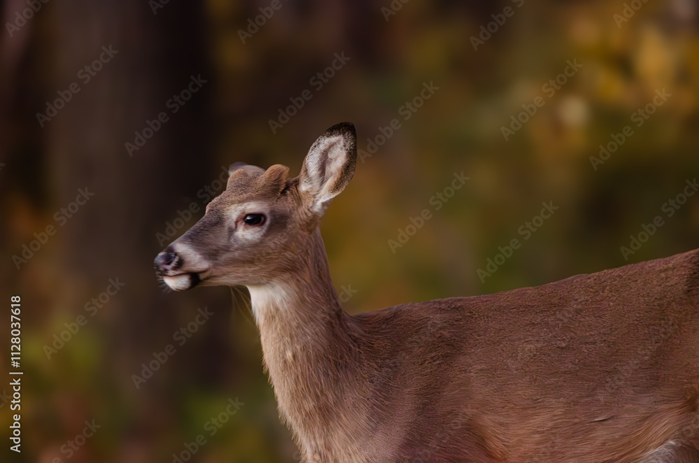 Side view of Young Buck Side view of Young Buck