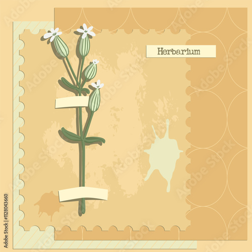 vector collage with flower, bladder campion , creative composition, herbarium imitation. dried wild plants