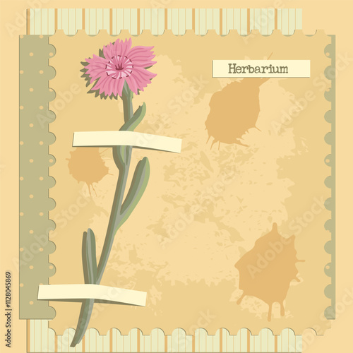 vector collage with flower,maiden pink , creative composition, herbarium imitation. dried wild plants