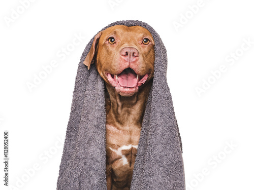 Cute dog and blue towel. Grooming dog. Close-up, indoors. Studio shot. Concept of care, education, obedience training and raising pets photo