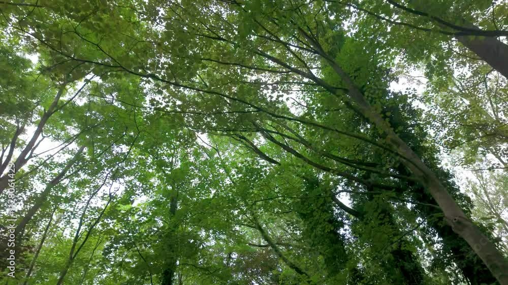A serene view of a vibrant green tree canopy showcases the precious beauty and tranquility of nature A serene view of a vibrant green tree canopy showcases the precious beauty and tranquility of nature