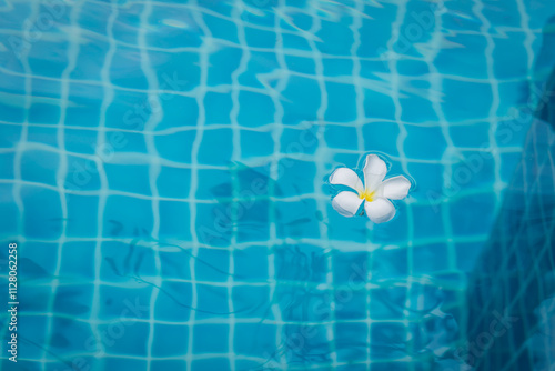 Clear swimming pool with a blue tiled surface and frangipani flower floats on the water