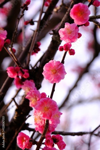 梅いろいろ　春の花たち