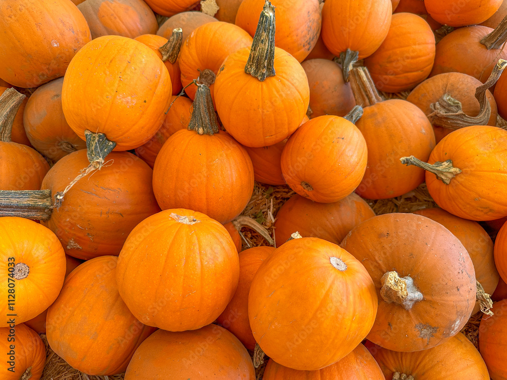Large piles scattering of small pumpkins and gourds at a pumpkin patch in October for a Fall Festival Large piles scattering of small pumpkins and gourds at a pumpkin patch in October for a Fall Festival