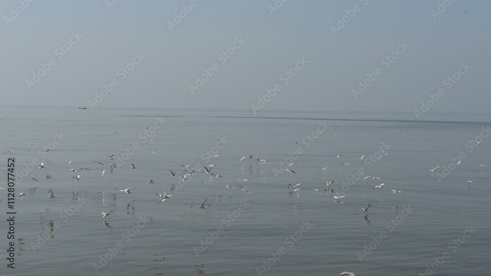 A flock of seagulls swoops down to eat food brought by tourists on natural background. A flock of seagulls swoops down to eat food brought by tourists on natural background.