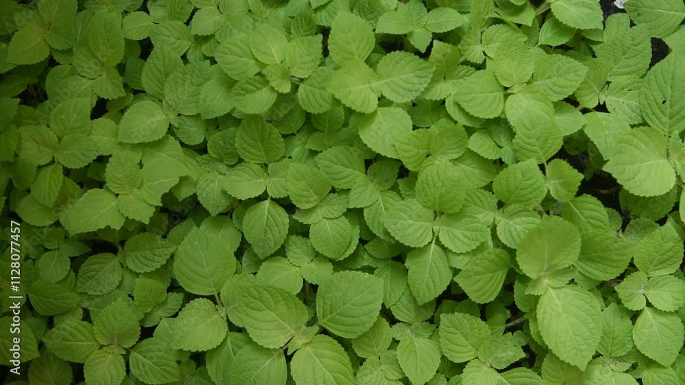 Perilla frutescens or deulkkae green leaves on natural background.top view. Perilla frutescens or deulkkae green leaves on natural background.top view.