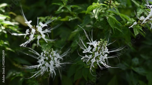 Orthosiphon aristatus flowers on natural background. photo