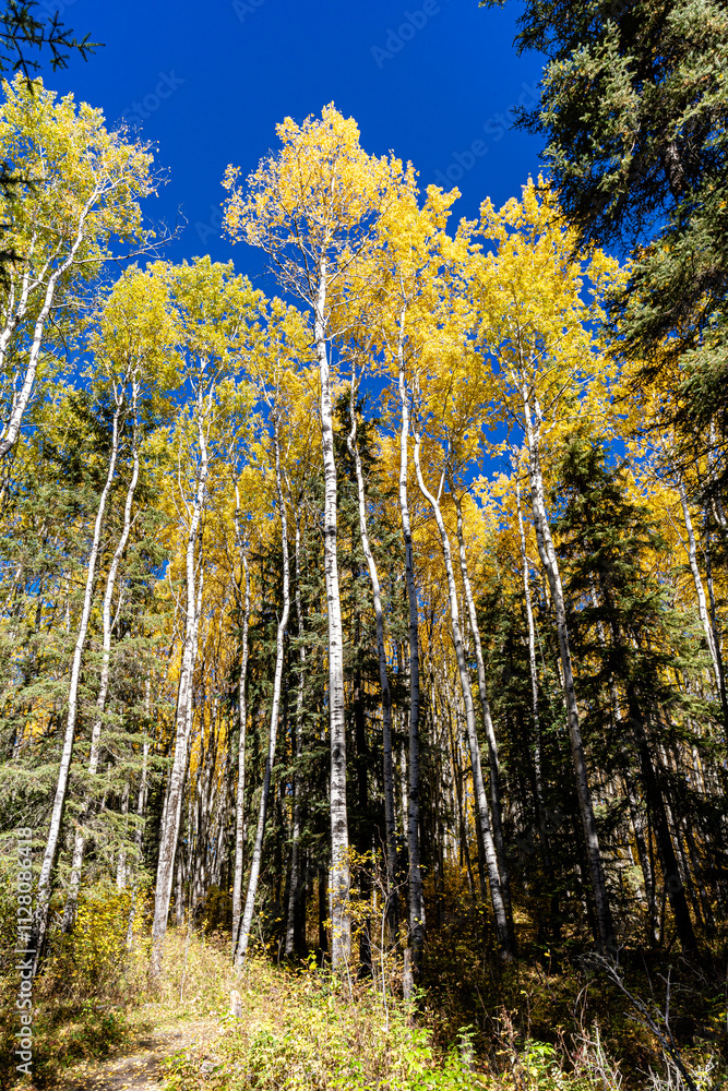 Fototapeta premium A forest with many trees and a blue sky