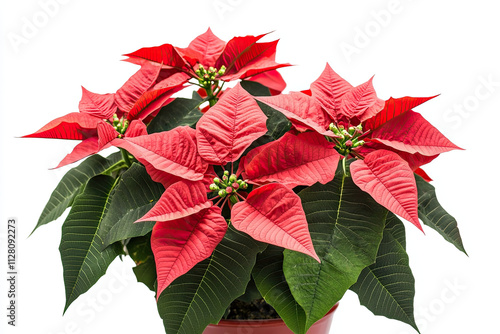 Red poinsettia flower with green leaves, isolated on a white background, representing holiday plants photo