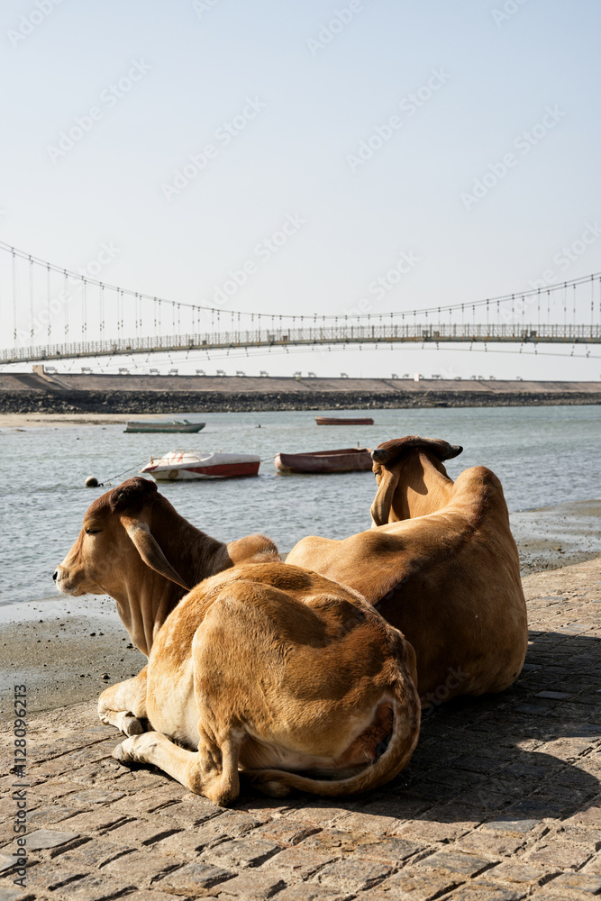 Contemplative cows on the banks of Dwarka