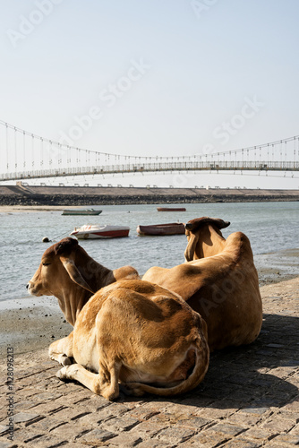 Obraz na płótnie Contemplative cows on the banks of Dwarka w salonie