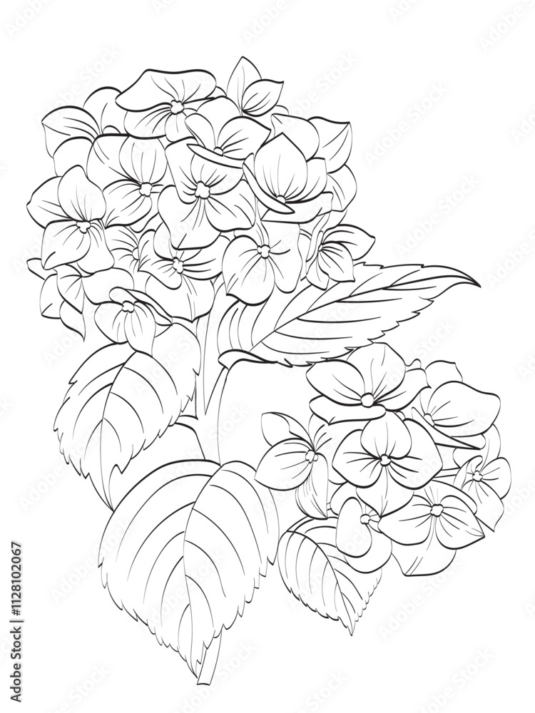 Hydrangea line art Hydrangea line art