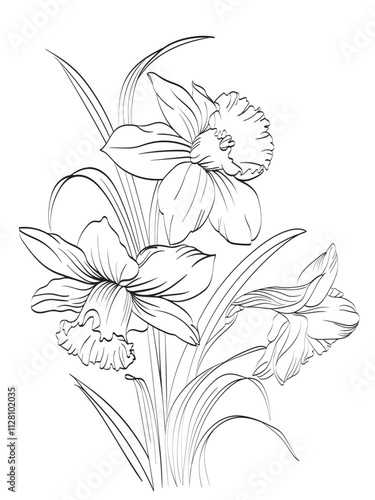 Line drawing Daffodil flowers